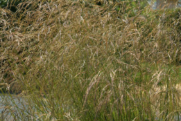 Deschampsia cespitosaRuwe smele bestellen